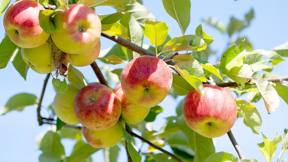 Im Spätsommer hängen vielerorts schon Äpfel an den Bäumen. In diesem Jahr soll die Ernte besonders gut werden. Foto: Sebastian Gollnow/dpa