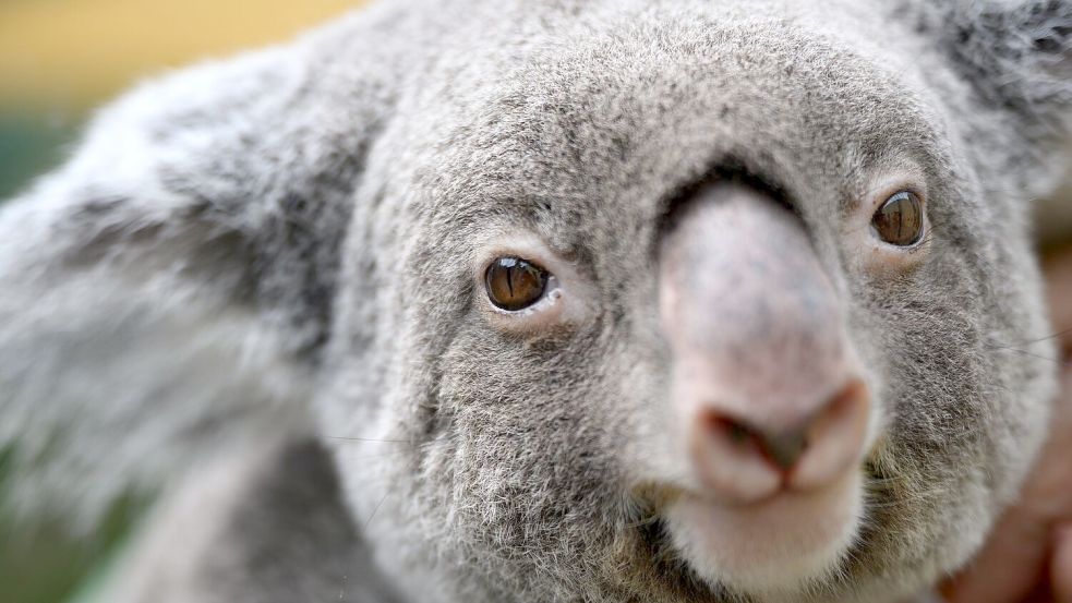 Koalas sind vielerorts in Australien stark bedroht. (Archivbild) Foto: Robert Michael