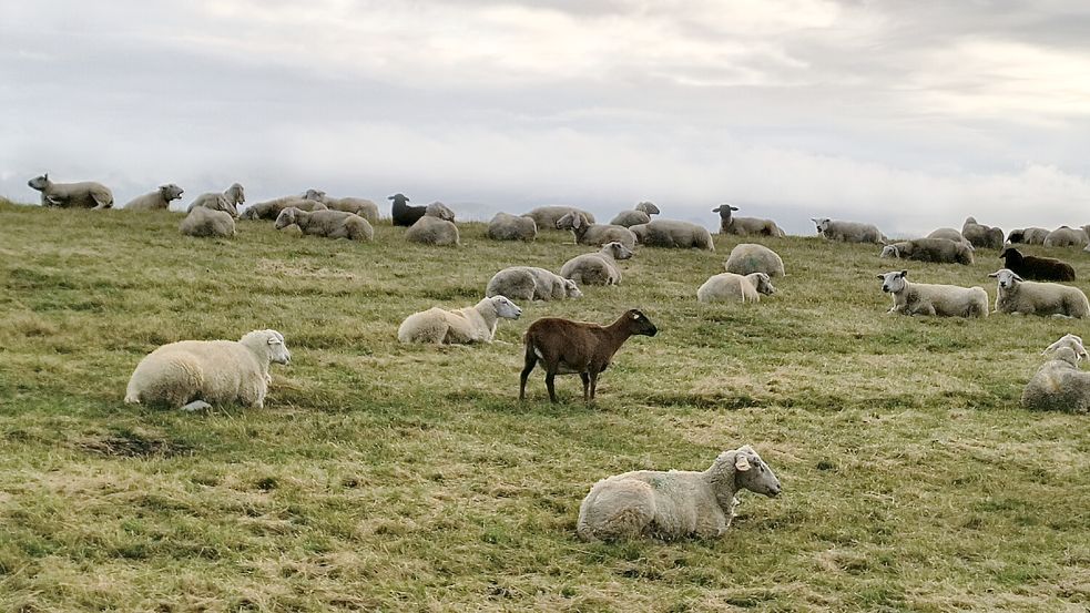 Der Leser ist sich sicher: Das dunkle Tier in der Mitte ist eine Ziege, kein Schaf. Foto: privat