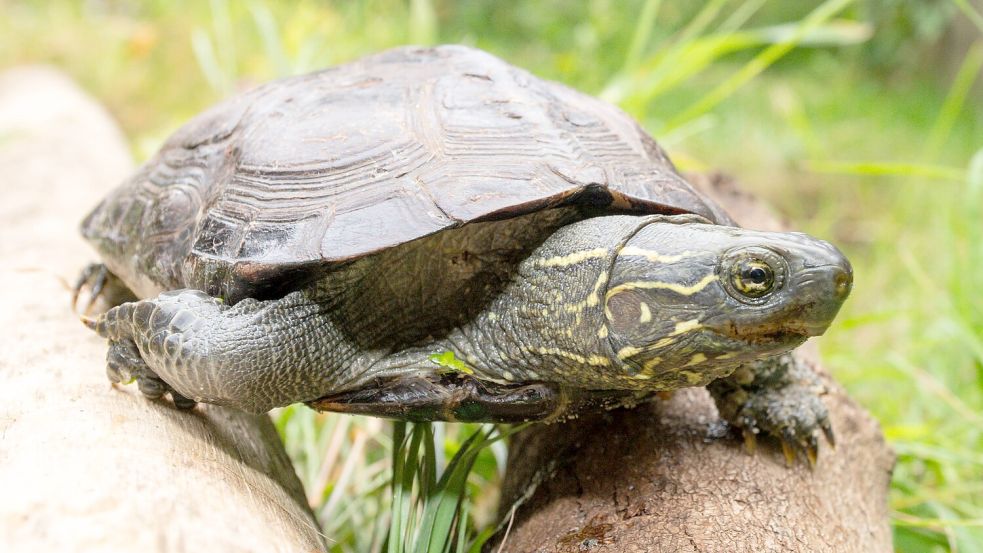 Diese Chinesische Dreikielschildkröte wurde in Hesel gefunden. Foto: Franz Frieling