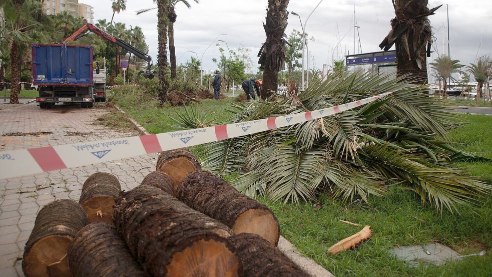 Umgestürzte Bäume liegen an der Strandpromenade von Palma. Foto: Clara Margais