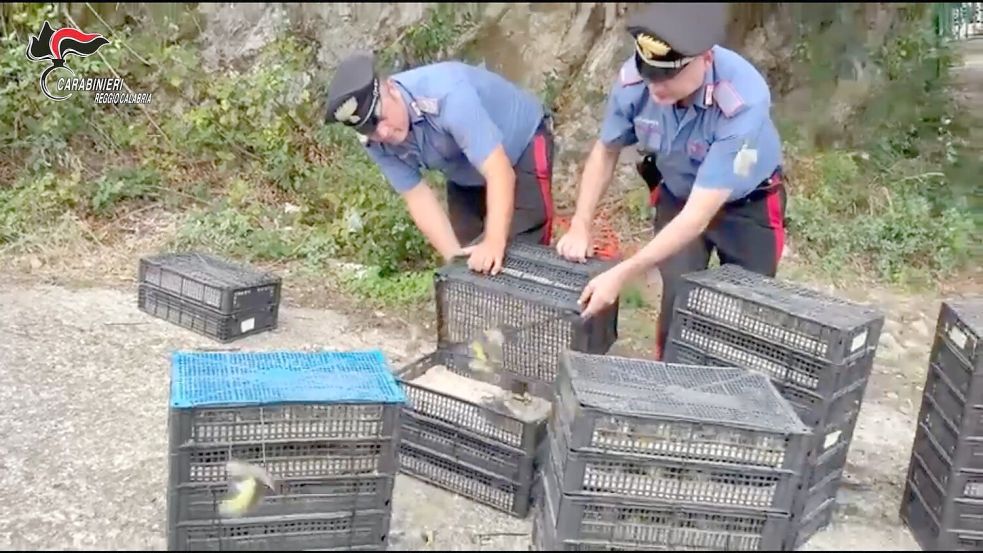 Den Einsatzkräften fiel der Kleintransport bei einer Verkehrskontrolle auf. Foto: ---/Carabinieri Reggio Calabria/