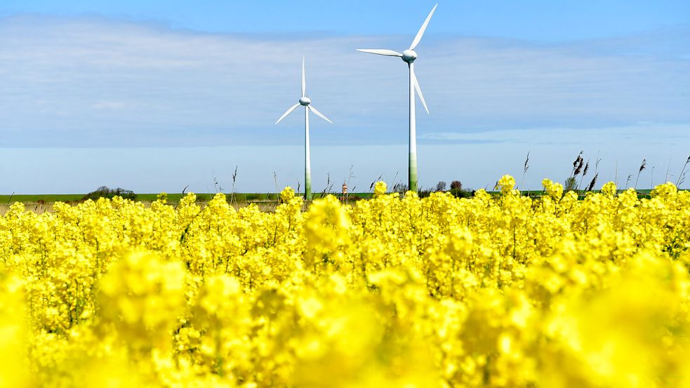In der Krummhörn, hier bei Pilsum, stehen insgesamt rund 130 Windkraftanlagen. Foto: Heinz Wagenaar/Archiv