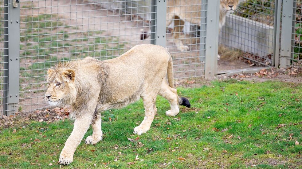 Mehrere Löwen stürzten sich auf den Zoo-Mitarbeiter. (Symbolbild) Foto: Friso Gentsch