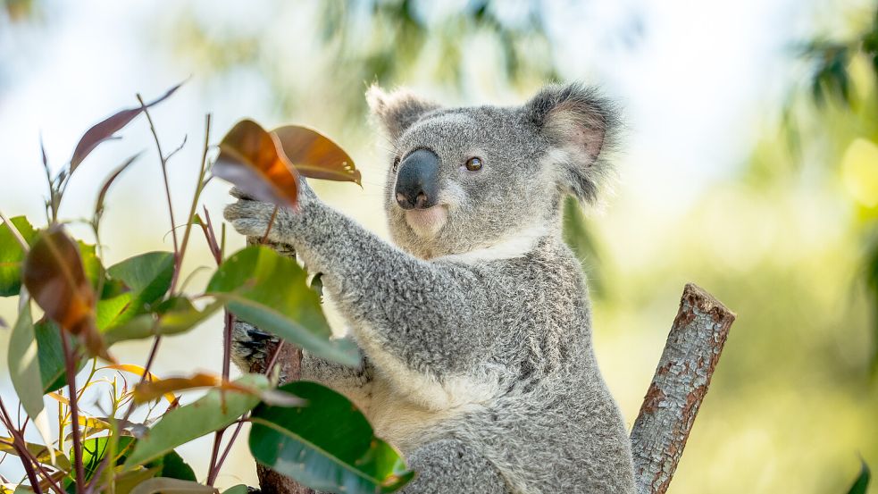 Koalas gibt es nur in Australien, wo ihre Population in den letzten Jahrzehnten bedrohlich geschrumpft ist. Foto: University of the Sunshine Coast