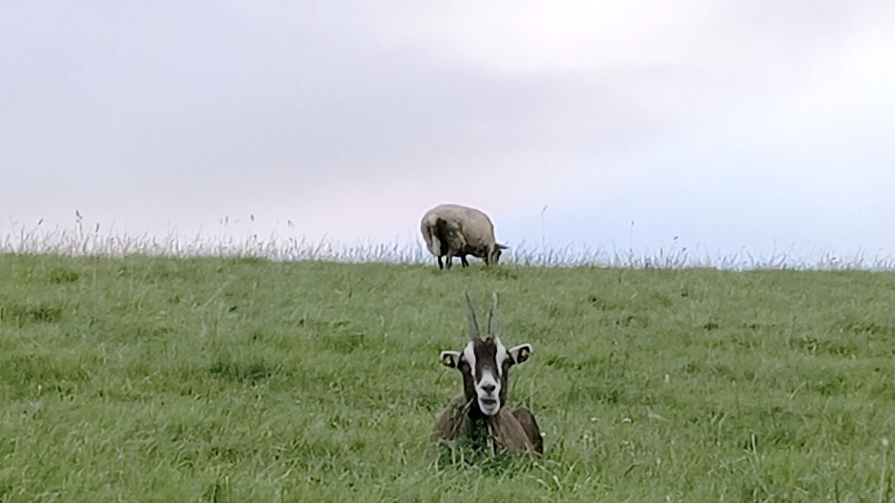 Da hat sich offensichtlich eine Ziege auf den Deich bei Petkum verirrt. Foto: privat