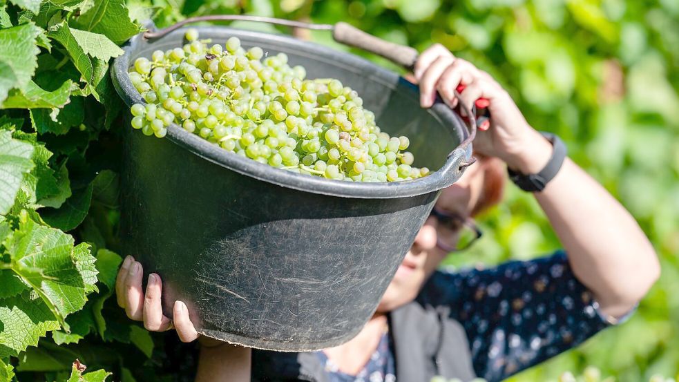 Eine Mitarbeiterin wirft Trauben in der Pfalz aus einem Eimer in einen Sammelbehälter. In Emden, Weener und Bad Zwischenahn kann man an diesem Wochenende zahlreiche Weine kosten. Foto: Uwe Anspach/dpa