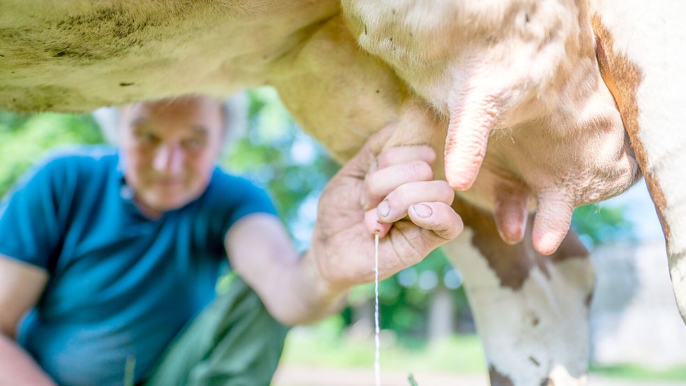 In Ostfriesland gibt es viele Milchbauern. Was sagen sie zum Verkauf der Auricher Molkerei Rücker? DPA-Symbolfoto: Lino Mirgeler