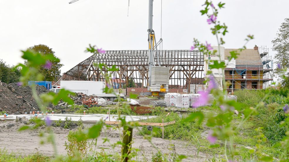 Großbaustelle Pilsum: Aktuell steht nur das nackte Gerippe, aber hier wird gerade ein denkmalgeschützter Gulfhof wieder aufgebaut. Fotos: Heinz Wagenaar
