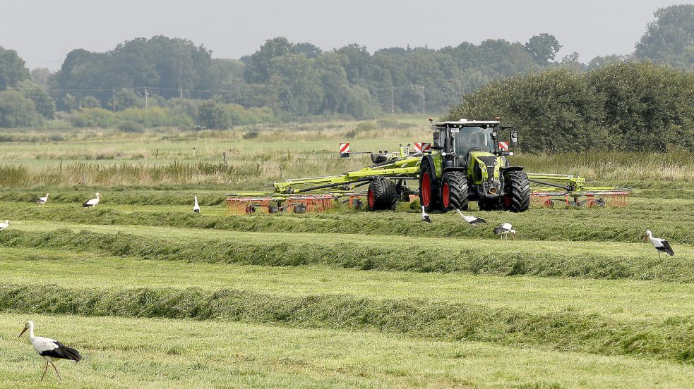 Ein Traktor ist mit einem Schwader auf einer frisch gemähten Wiese im Nortmoorer Hammrich unterwegs. Auf der Wiese haben sich aber auch einige Störche versammelt. Foto: Melchert Stromann