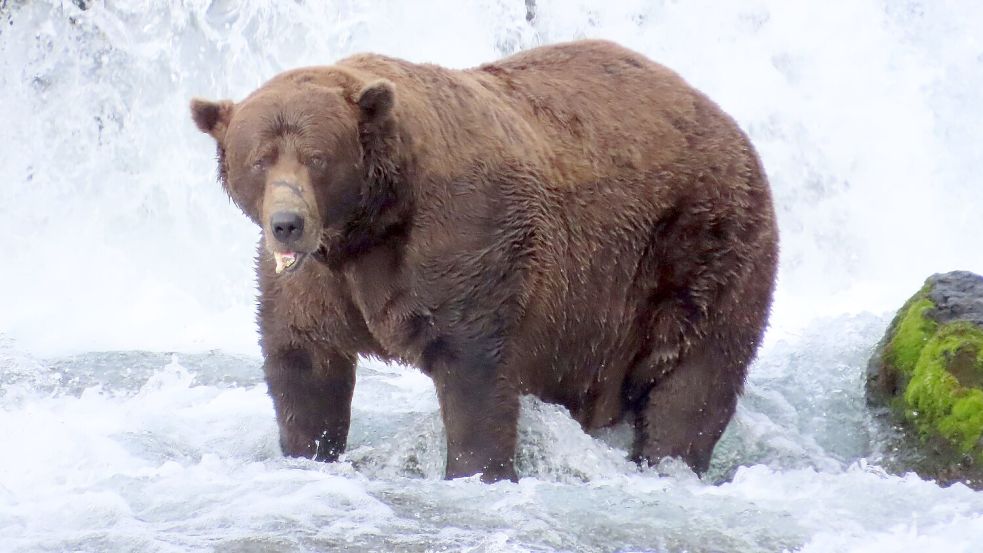 Wird er das Rennen machen?: Braunbär 32 mit Namen Chunk wiegt über 500 Kilogramm und hat eine auffällige Narbe auf der Schnauze. Foto: T. Carmack/Katmai-Nationalpark/d