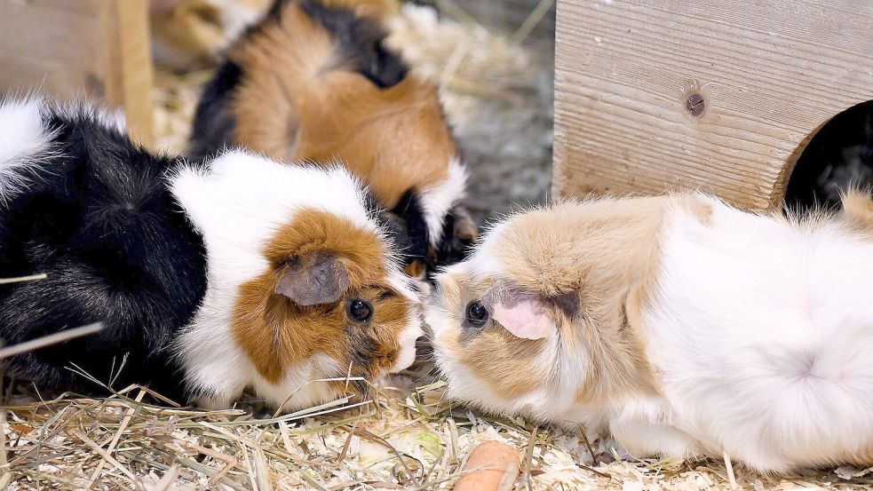 Meerschweinchen sind sehr soziale Wesen. Sie leben in der Regel in Paaren oder Gruppen zusammen. Fotos: Melchert Stromann