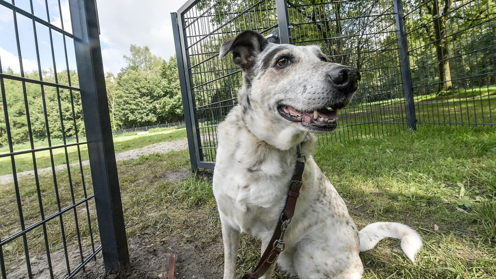 Rund 2300 Hunde sind in Leer angemeldet. Foto: Klaus Ortgies/Archiv
