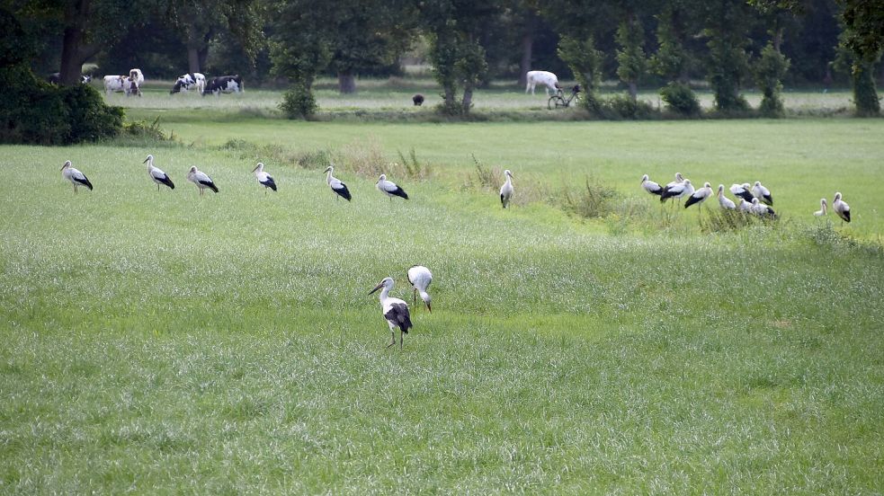 Das Foto zeigt einen Teil der rund 40 Störche, die sich auf einer Fläche in der Nähe der Mülldeponie in Breinermoor aufgehalten haben. Foto: Carsten Ammermann