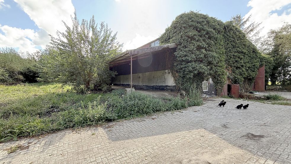 Das Grundstück und das alte Torfwerk werden der Natur überlassen. Foto: Daniel Noglik