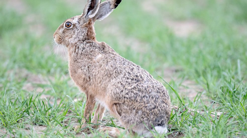 Ein Feldhase sitzt in einer Ackerfurche. Foto: DPA