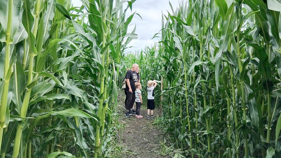 In Lütetsburg und Klostermoor kann man sich durch Maislabyrinthe schlagen. Archivfoto: Scherzer