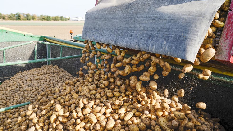Die Kartoffelernte fällt in Ostfriesland nicht so gut aus wie im Rest Deutschlands. Trotzdem sind die Landwirte zufrieden. Foto: dpa