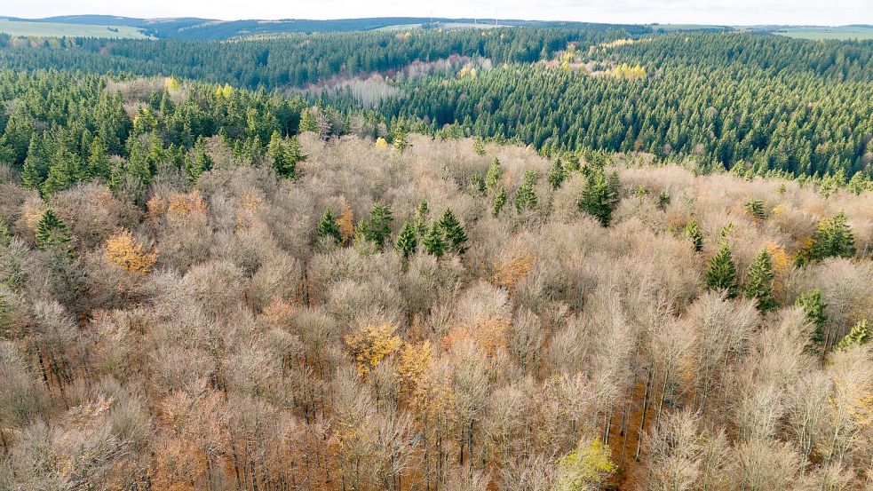 Der deutsche Wald ist zu einer Treibhausgas-Quelle geworden. Das will Bundesumweltminister Carsten Schneider ändern. Foto: Sebastian Kahnert