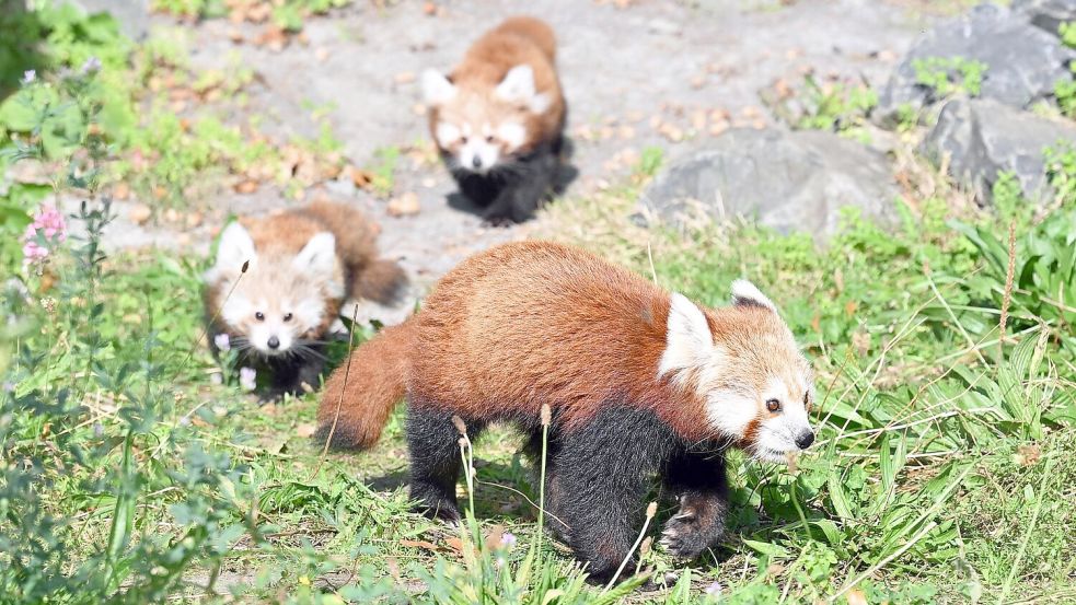 Die jungen Zwillinge folgen ihrer Mutter über das Gras. Foto: Shireen Broszies