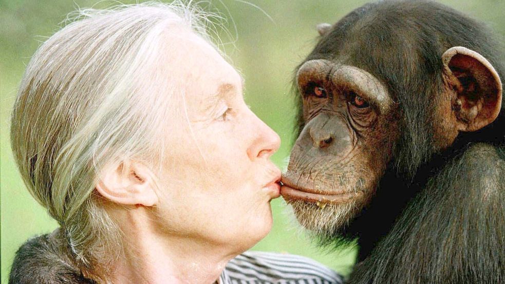 Goodall revolutionierte die Erforschung von Primaten. (Archivbild) Foto: JEAN-MARC BOUJU/AP/dpa