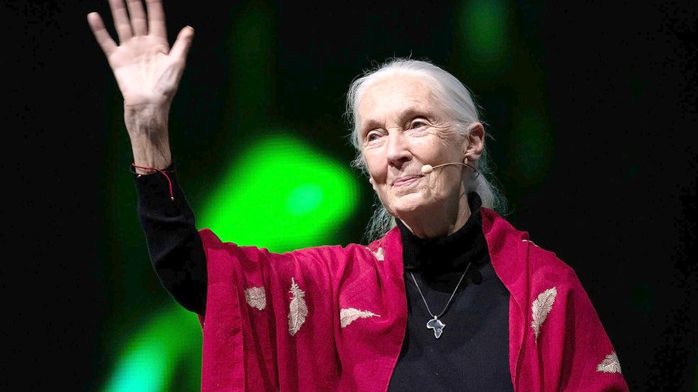 Der Tod der berühmten Schimpansenforscherin Jane Goodall hat weltweit Trauer ausgelöst. (Archivbild) Foto: Sven Hoppe