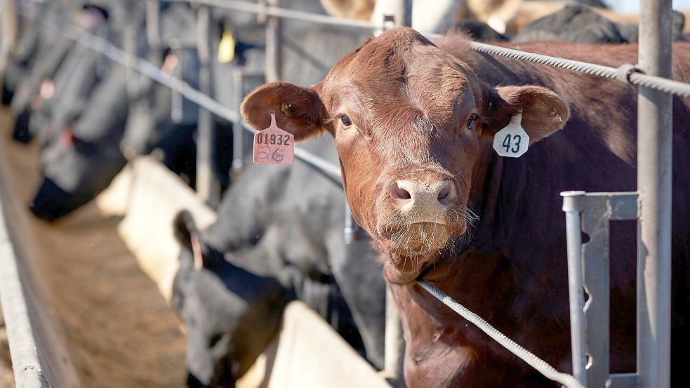 Die weltweite Nahrungsmittelproduktion verursacht dem Bericht zufolge rund 30 Prozent der globalen Treibhausgasemissionen. (Archivbild) Foto: Nati Harnik/AP/dpa