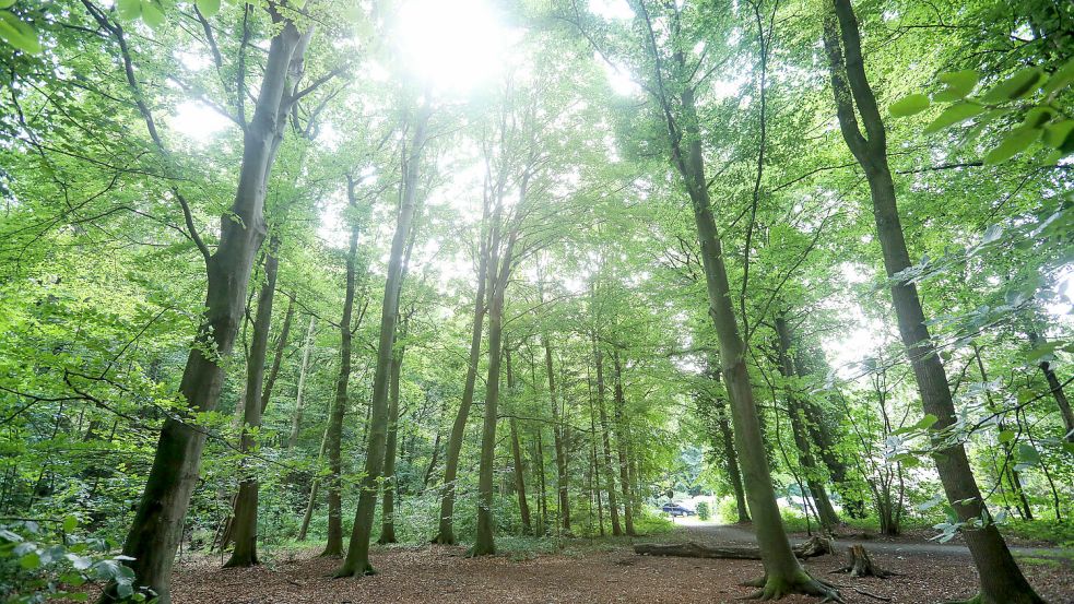 Das Eschener Gehölz ist ein Waldstück mitten in Aurich und gilt als Naherholungsgebiet. Foto: Mieke Matthes