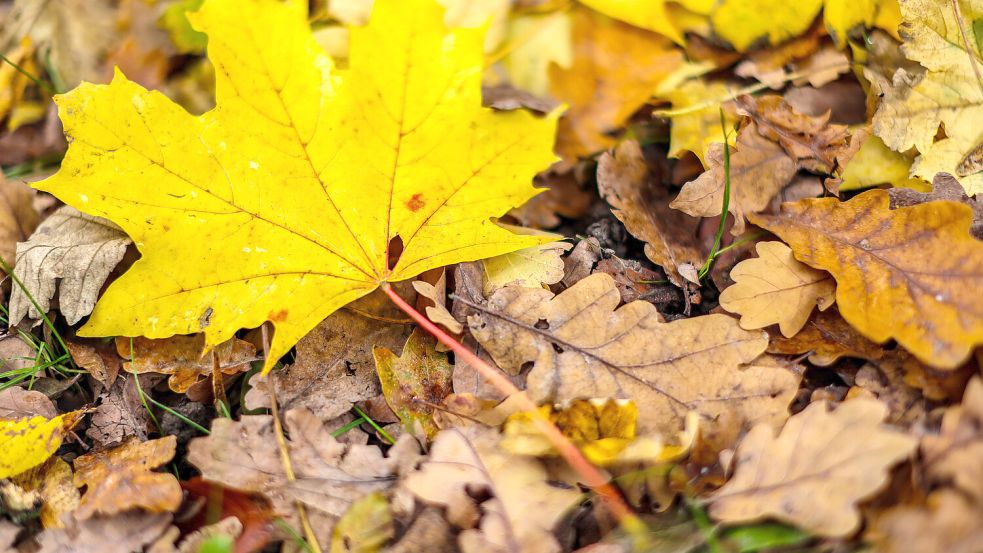 Die Laubentsorgung sorgt für Diskussionen. Foto: DPA