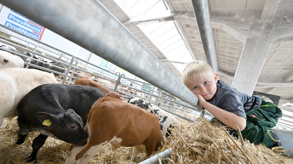 Joost, 5 Jahre, aus Wiesmoor ist das erste Mal auf dem Gallimarkt. Foto: Klaus Ortgies