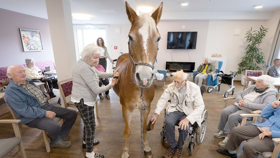 Geduldig lässt sich die Haflinger-Stute striegeln. Foto: Boris Roessler