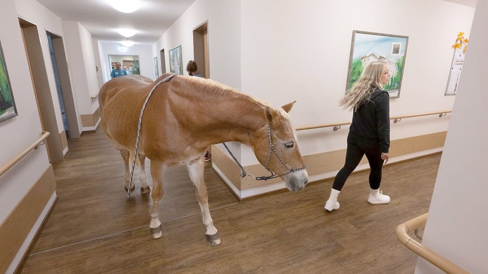 Besitzerin Plaßmeier trainiert mit ihrem Pferd für die Besonderheiten im Pflegeheim. Foto: Boris Roessler