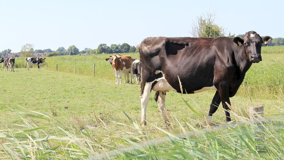 Rinder auf einer Weide im Wangerland. Foto: Imke Oltmanns