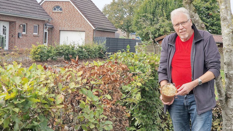 Bernhard Siemons hofft, dass ihm die Dickmaulrüssler in die Falle gehen. Foto: Tatjana Gettkowski