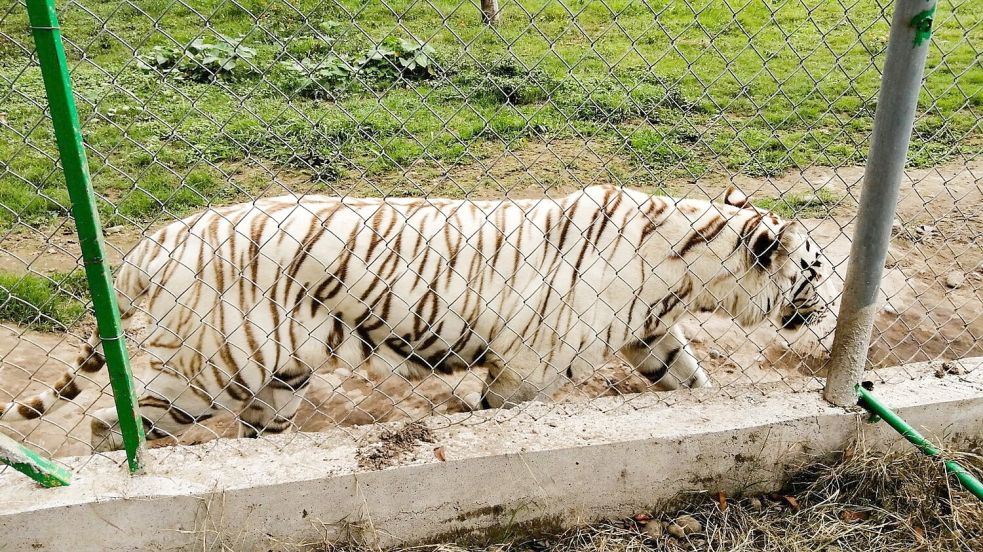 Nach Angaben der Behörden wiegte der entlaufene Tiger rund 130 Kilogramm. Foto: -