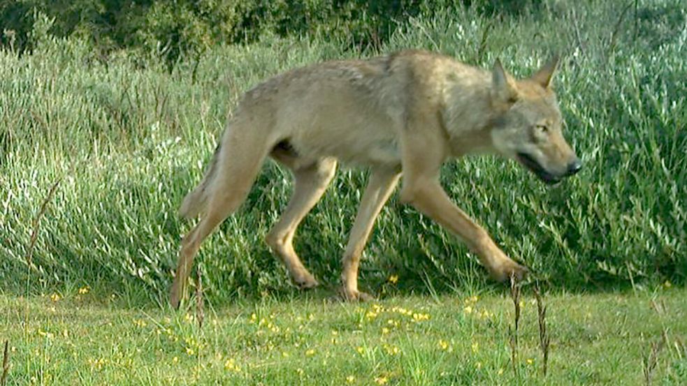 Dieses Bild ist von einer Wildtierkamera auf Norderney aufgenommen worden. Foto: Nationalparkverwaltung Niedersächsisches Wattenmeer