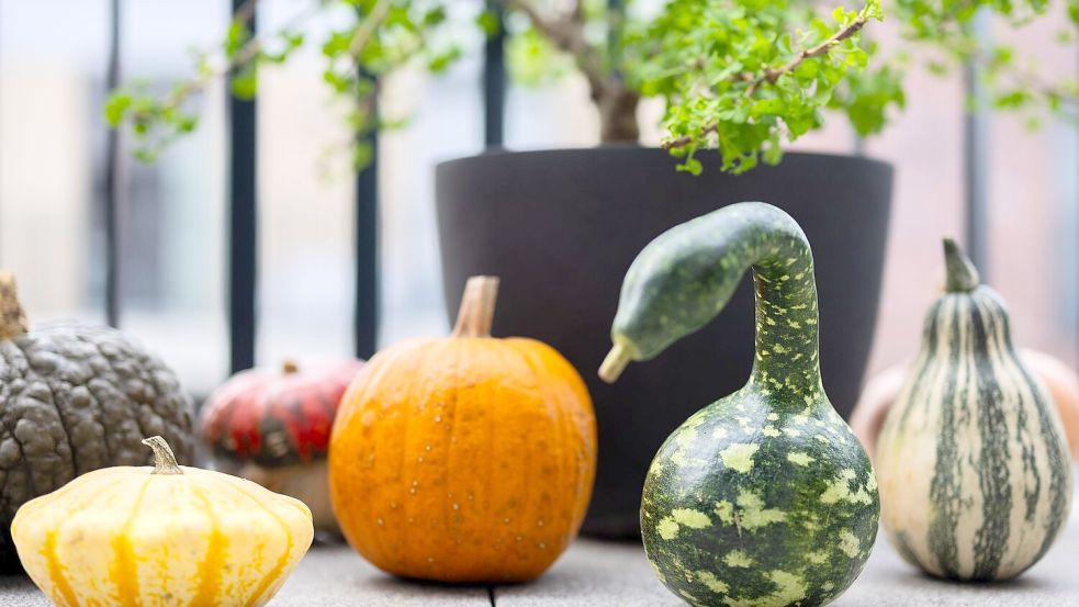 Der Kürbis hat viele Formen: Verschiedene bunte Kürbisse liegen auf einem Balkon. (Archivbild) Foto: Rolf Vennenbernd