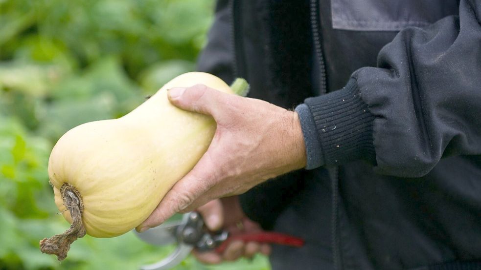 Ernte eines Kürbisses der Sorte Butternut. (Archivbild) Foto: Ole Spata