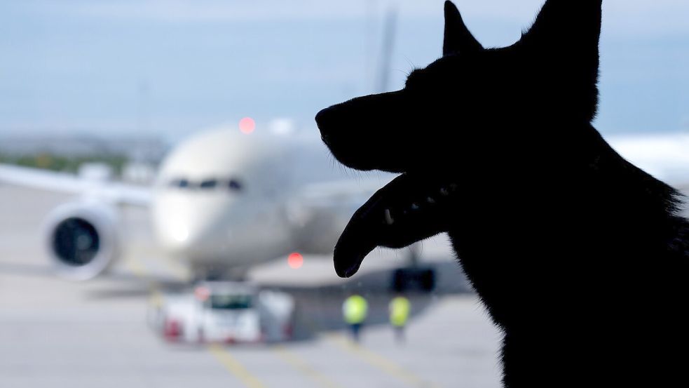 Der Europäische Gerichtshof urteilte zum Schadenersatz wegen eines verlorenen Haustiers auf einer Flugreise. (Symbolbild) Foto: Sven Hoppe