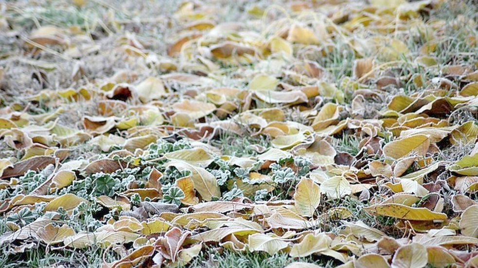 Am Wochenende kann es in Ostfriesland zu Bodenfrost kommen. Symbolfoto: Pixabay