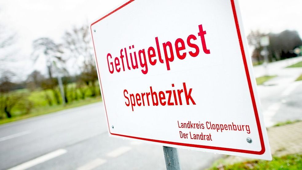 Mit Blick auf die vergangenen Jahre ist die Befürchtung begründet, dass der aktuelle Ausbruch von Geflügelpest in der Gemeinde Garrel wohl kein Einzelfall bleiben wird. Seit vier Jahren hat jeweils in den Herbstmonaten eine Geflügelpest-Welle ihren Anfang genommen. Archivfoto: DPA