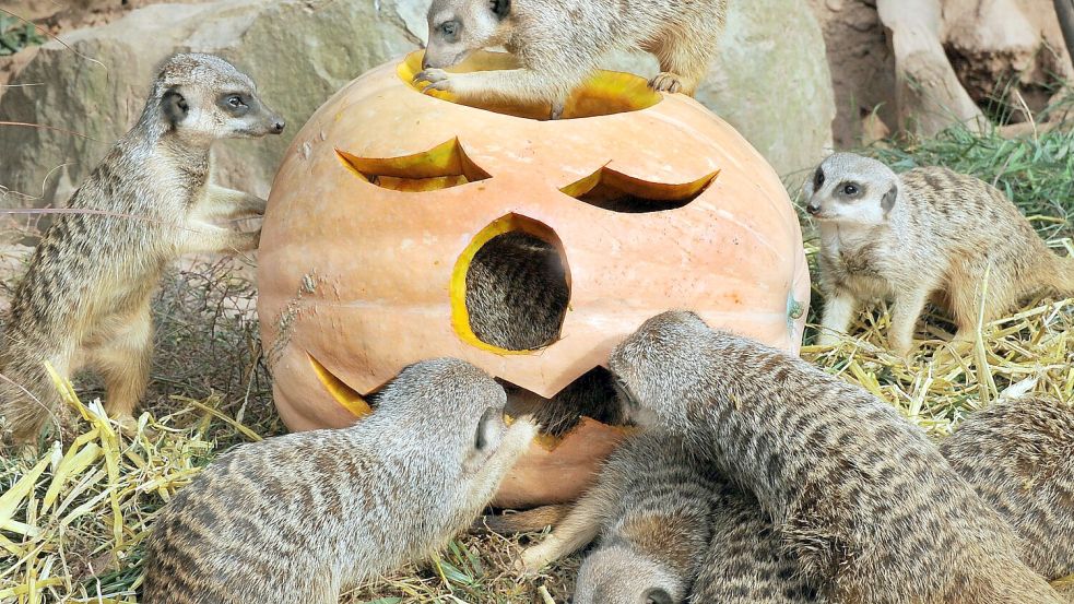 Zumindest den Kürbissen an Halloween können scheinbar auch Erdmännchen etwas abgewinnen. Hier Tiere aus dem Leipziger Zoo. Foto: dpa Bildfunk / Waltraud Grubitzsch