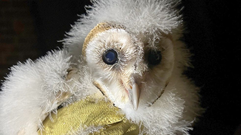 Die kleine Schleiereule bei ihrer Rettung: Sie erhielt den Namen Albert – wegen der „Frisur“. Foto: Grete Schaa/Nabu