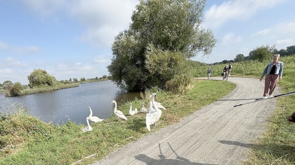 Der Vaterschwan stellt sich schützend vor seine Familie, die am Larrelter Tief in Emden-Constantia am Ufer sitzt und sich sonnt. Das Foto ist Ende August entstanden. Foto: Bernd Hanssen