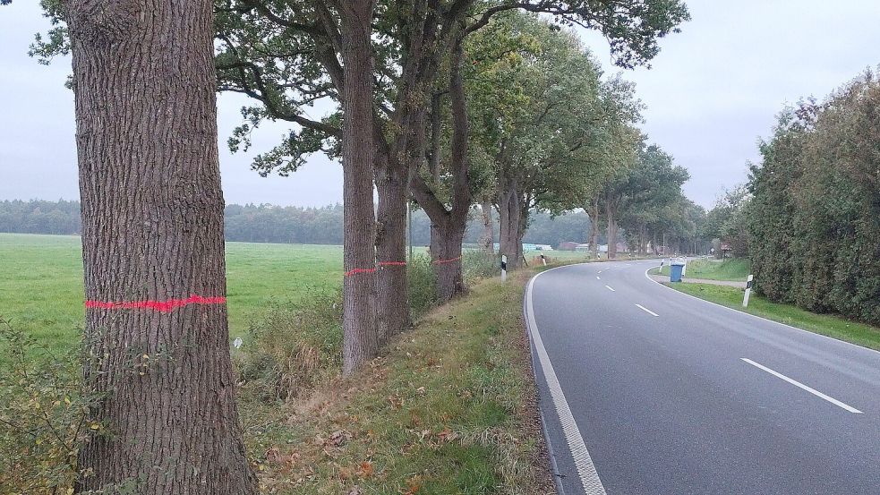 Etliche Straßenbäume wurden markiert, weil sie auf der Radwegtrasse stehen. Hier trifft es im Bereich der Einmündung Zum Herrenmoor vor allem Eichen. Foto: Karin Böhmer