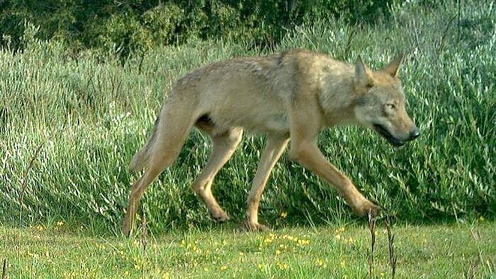 Dieses Bild ist von einer Wildtierkamera auf Norderney aufgenommen worden. Foto: Nationalparkverwaltung Niedersächsisches Wattenmeer