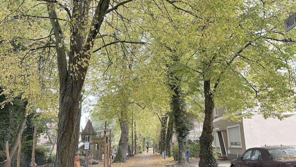 Der Herbst in Aurich am Nürnburger Wall. Foto: Björn Klüver