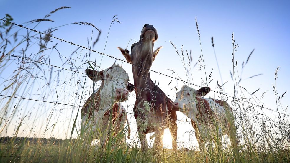 Für viele Verbraucherinnen und Verbraucher spielt Tierwohl eine wichtige Rolle. (Symbolbild) Foto: Karl-Josef Hildenbrand