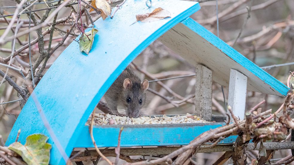 Eine Ratte holt sich aus einem Vogelhaus Futter: Wer ausgiebig Vögel, Igel und andere Tiere füttert, ohne die Reste zu beseitigen, lockt Ratten an. Foto: Sebastian Gollnow/dpa