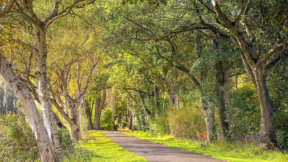 Der Weg zum Friedhof in Leybuchtpolder ist die „Allee des Jahres 2025“. Foto: Sina Schuldt/dpa